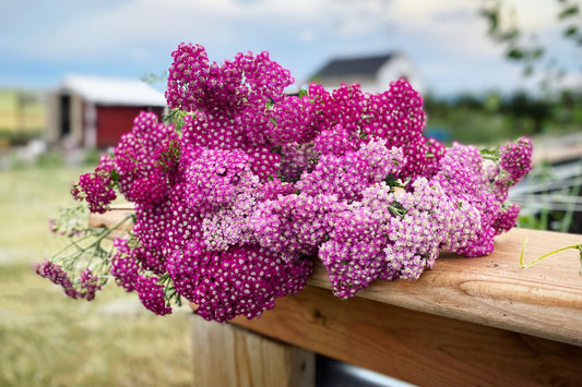 How to Plant Bare Root Perennials