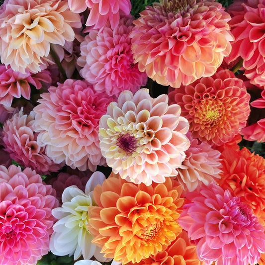 How to Grow Dahlias