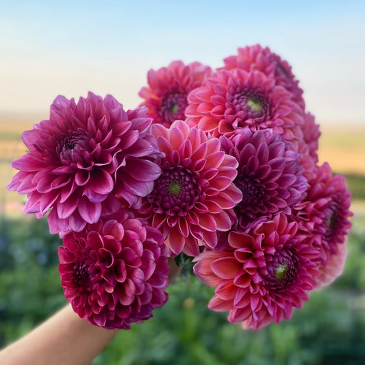 5 Tips For Dahlia Tuber Sales