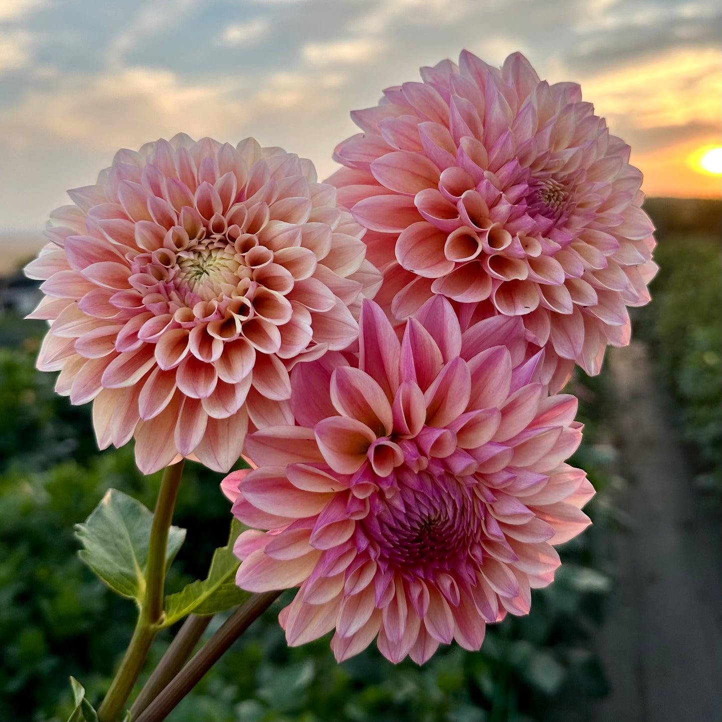 Dahlias - Decorative Varieties