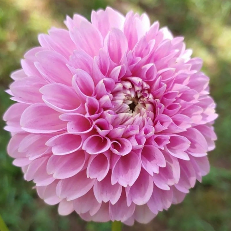 Dahlia Sweet Fabienne