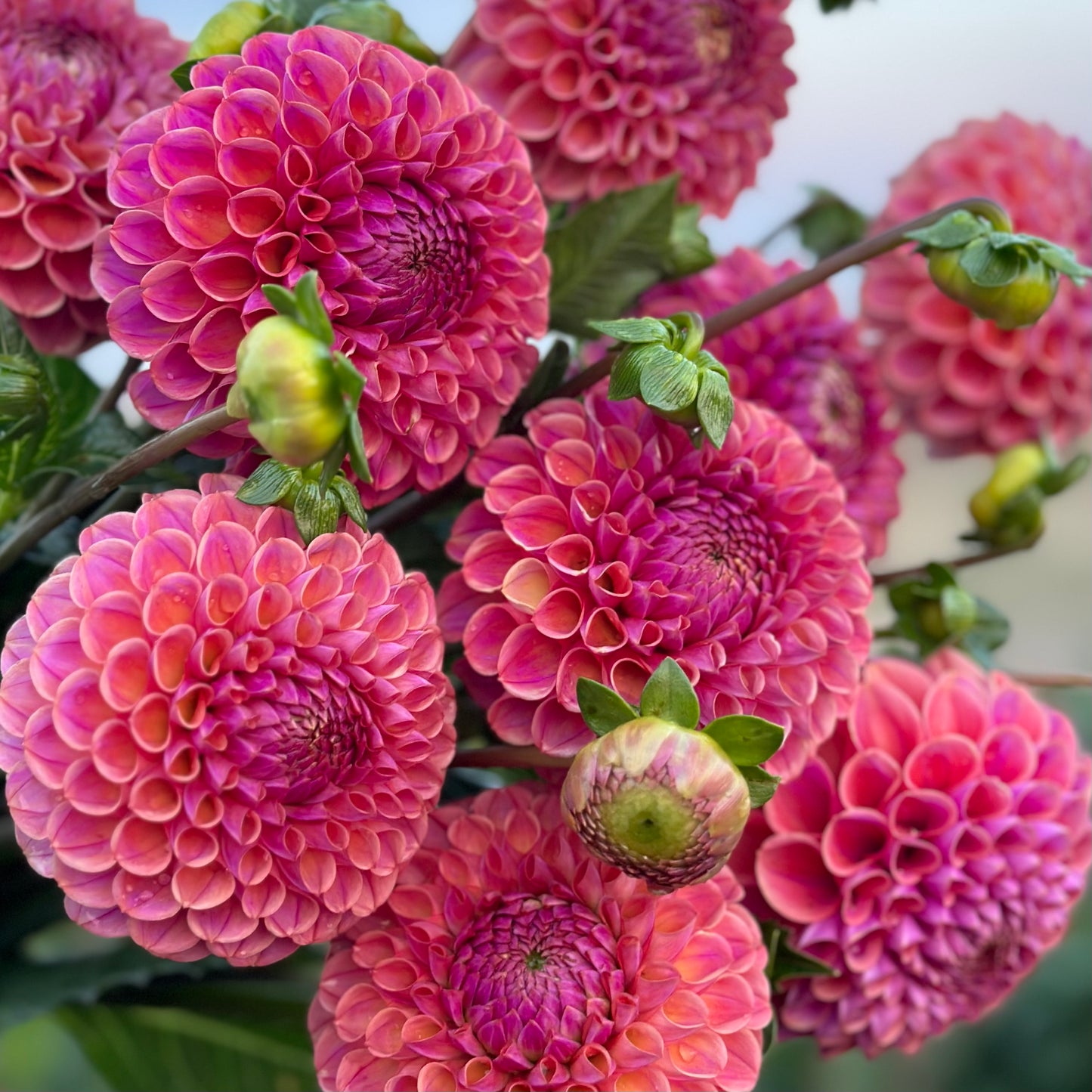 Dahlia Caitlin's Joy