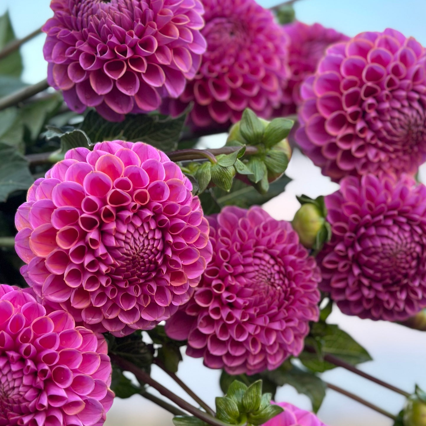 Dahlia Isabel