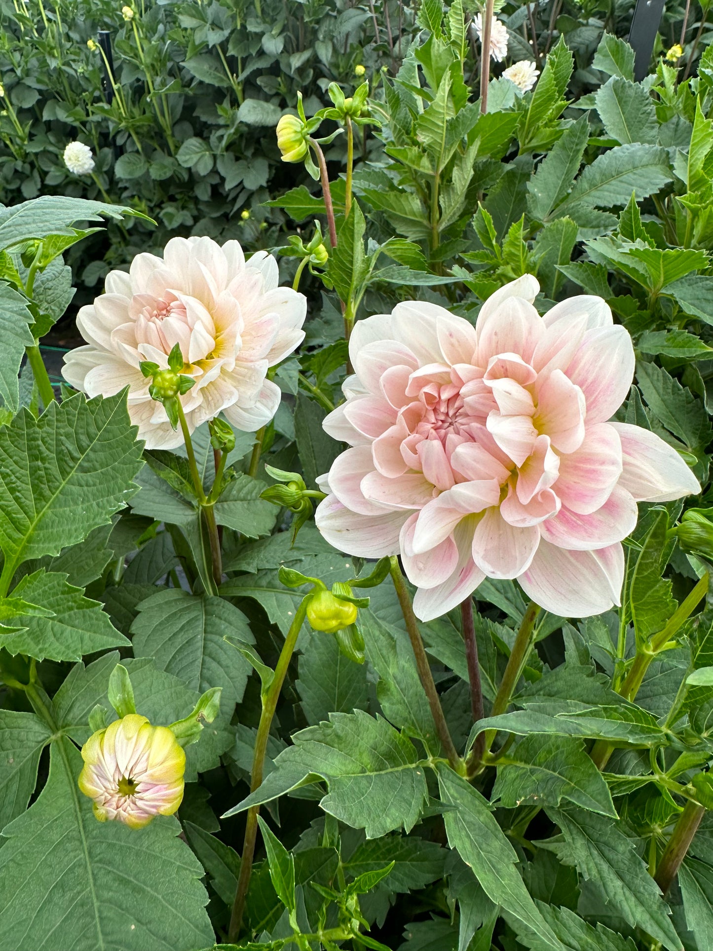 Dahlias - Water Lily Varieties
