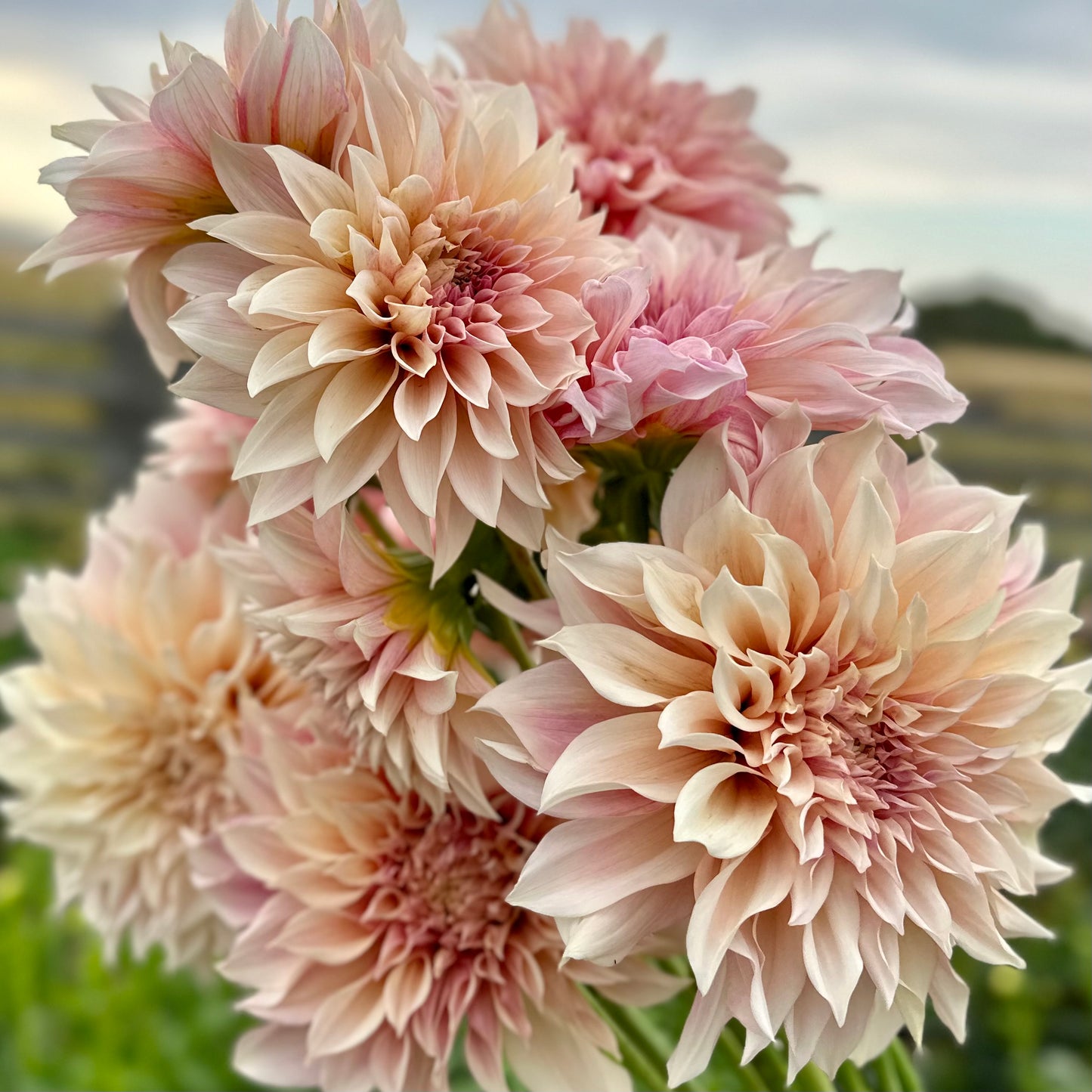 Dahlias - Dinnerplate Varieties