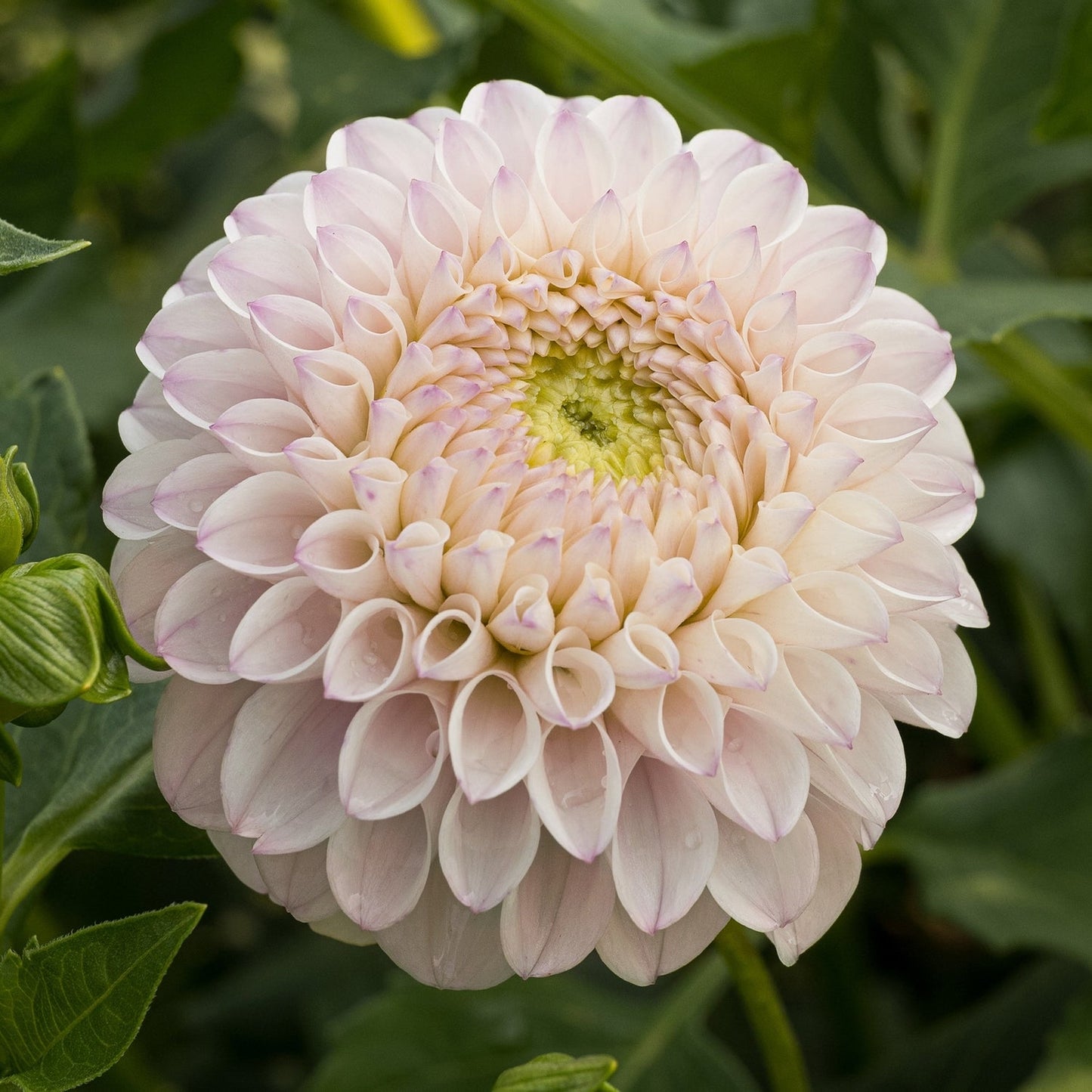 Dahlias - Ball Varieties