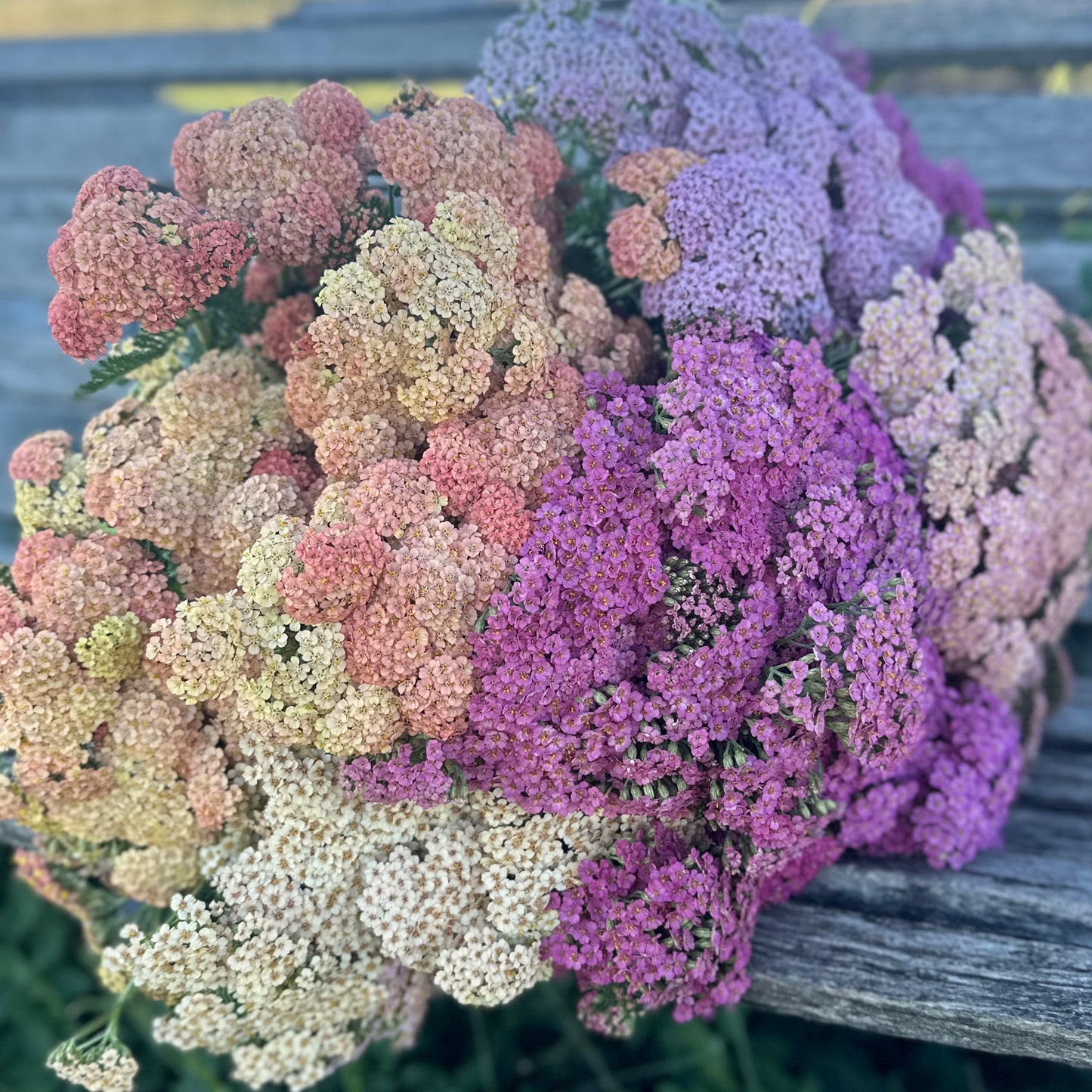 Yarrow
