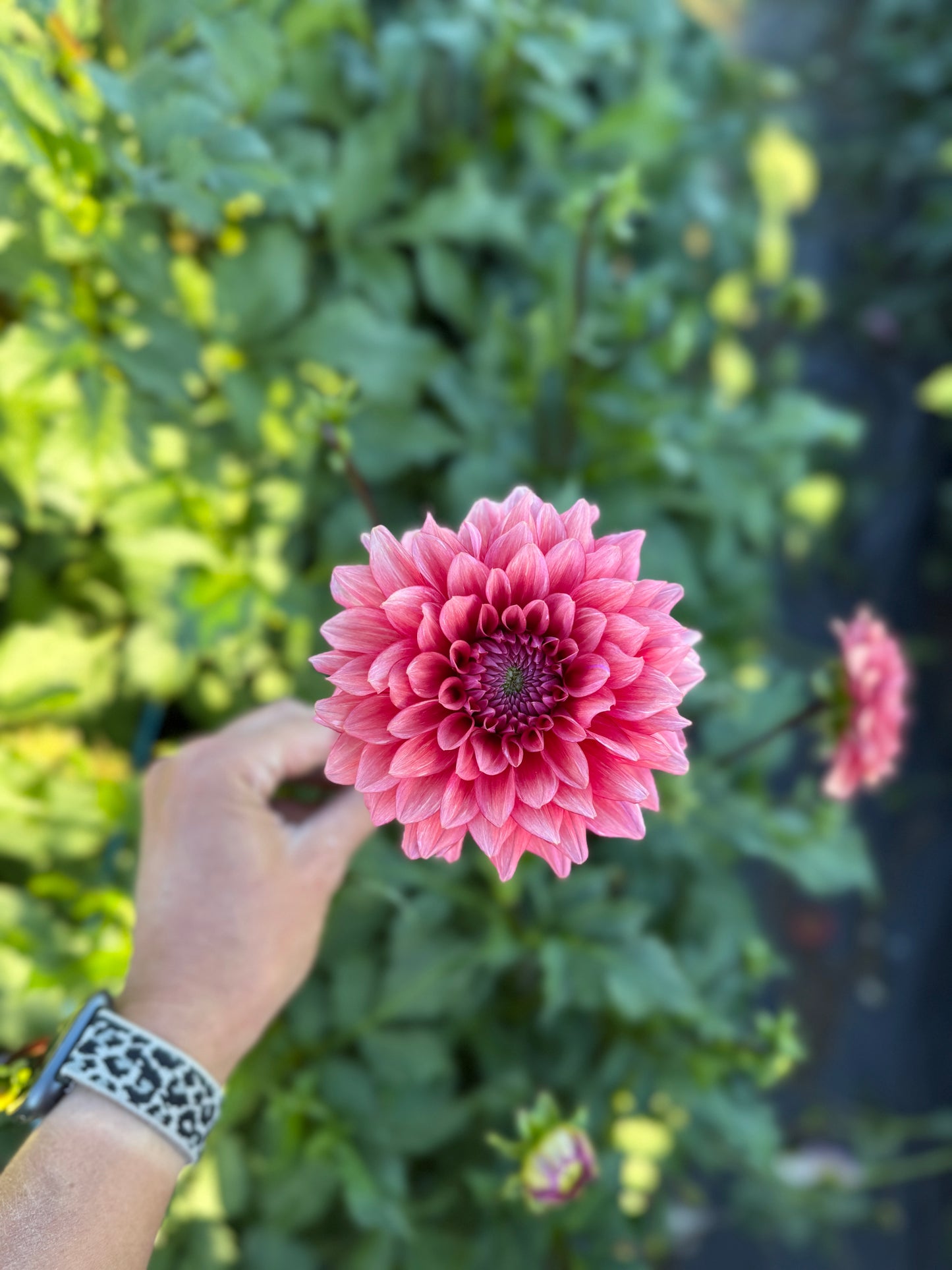 Dahlias - Decorative Varieties