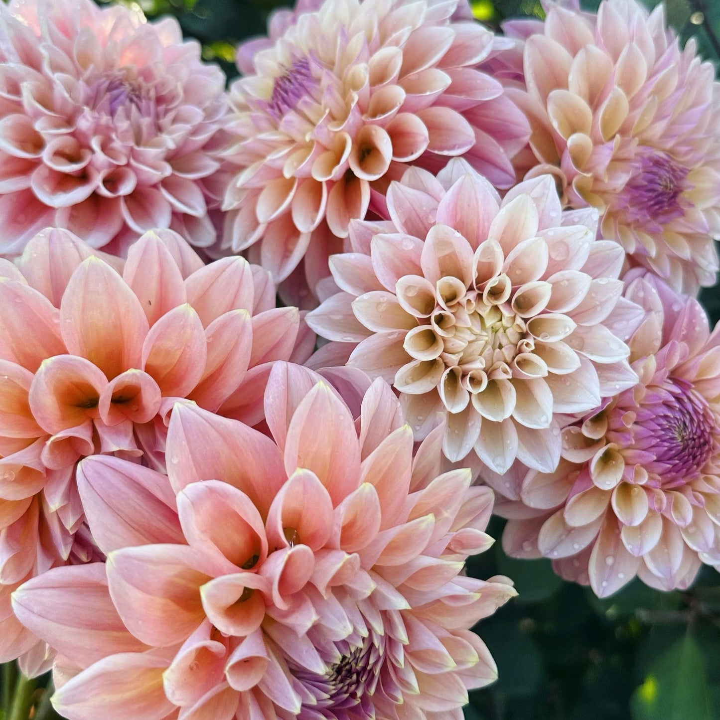 Dahlias - Decorative Varieties