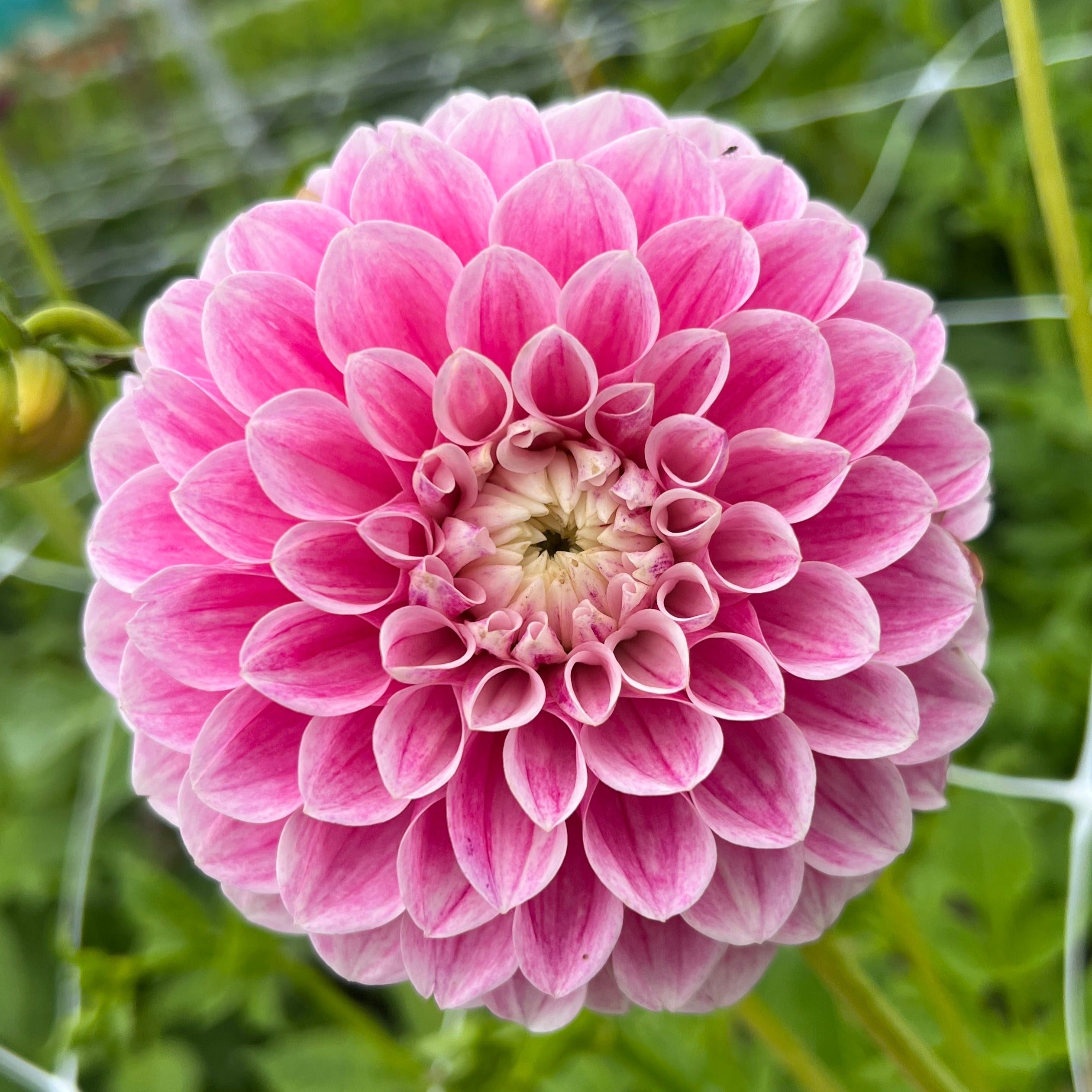 Dahlia Marshmallow Baby Sarah's Cut Flowers