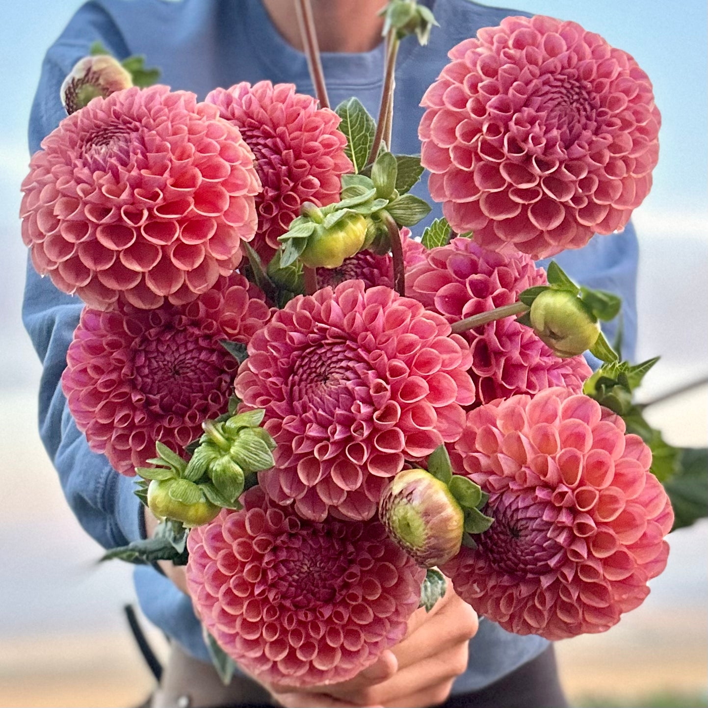 Dahlia Caitlin's Joy
