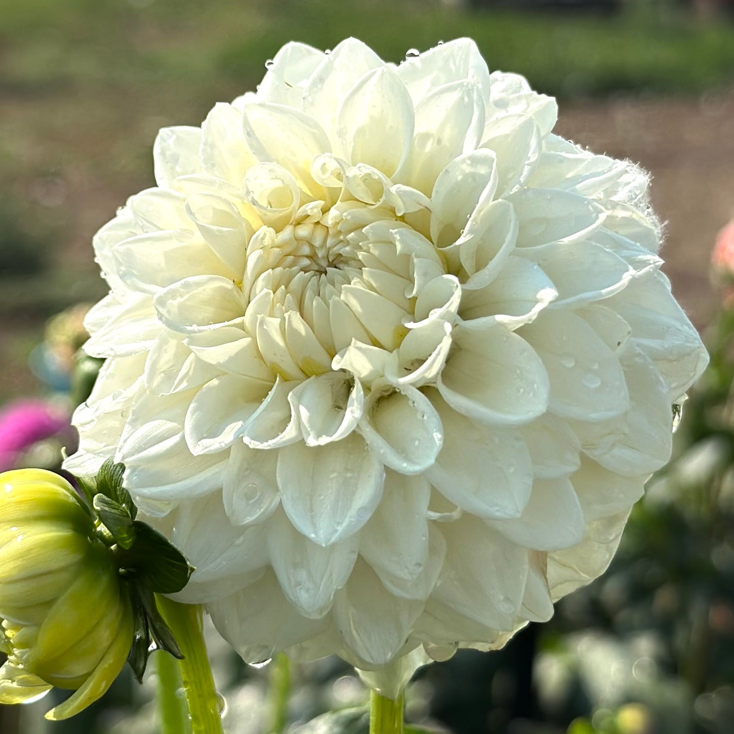Dahlias - Decorative Varieties