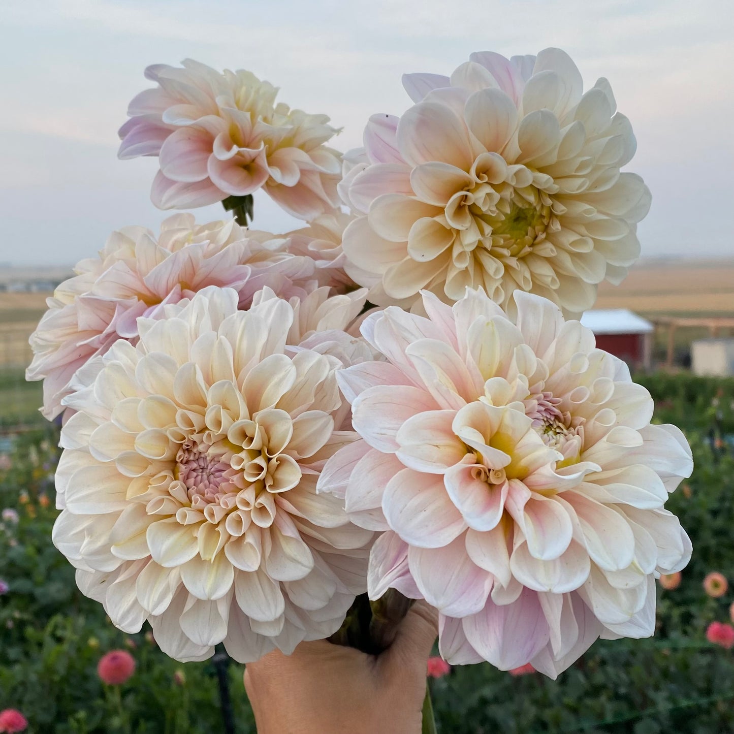 Dahlias - Decorative Varieties