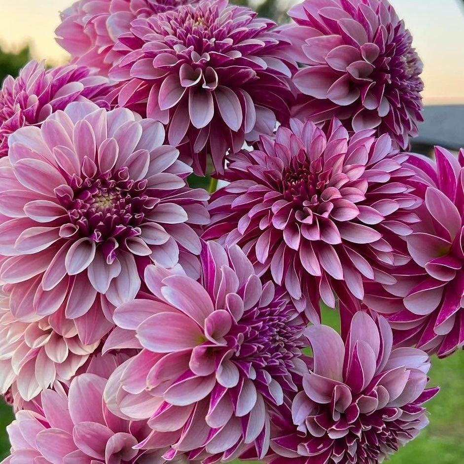 Dahlias - Decorative Varieties