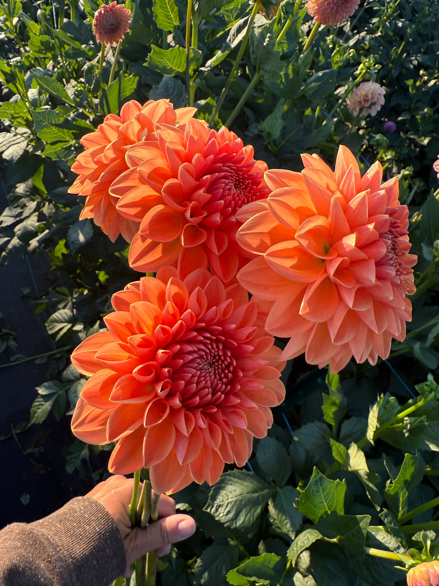 Dahlias - Decorative Varieties