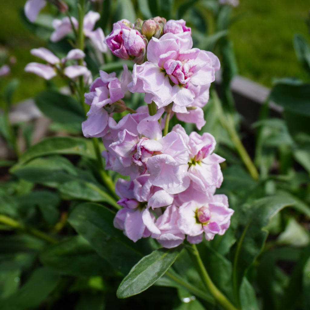 Stock Katz Cherry Blossom Seedlings