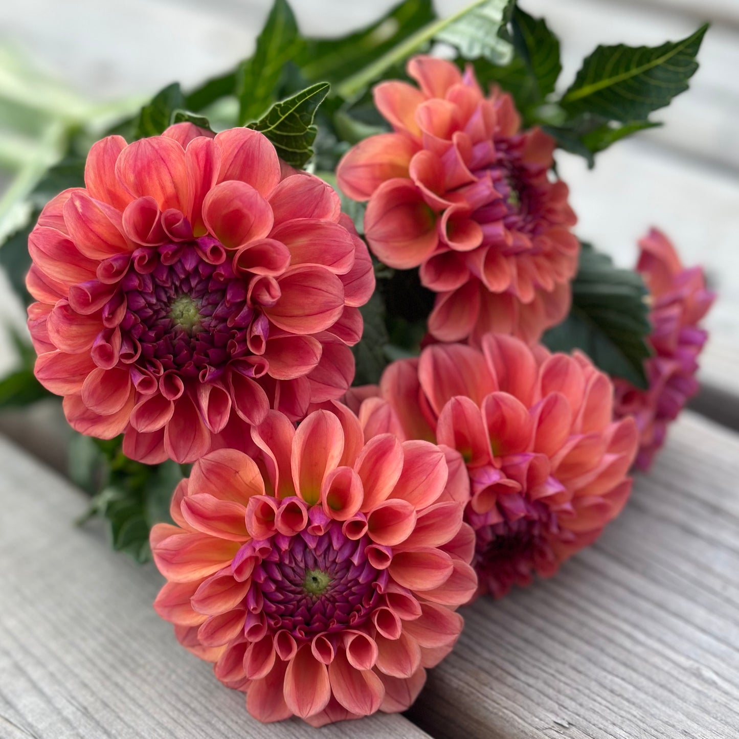 Dahlias - Decorative Varieties