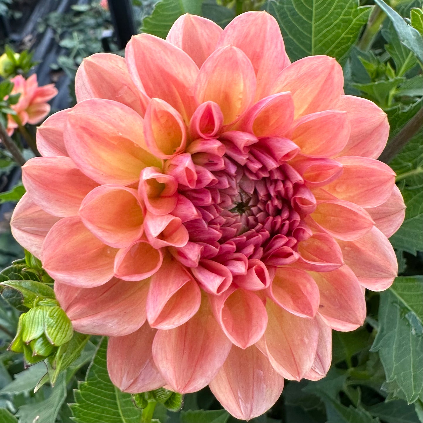 Dahlias - Decorative Varieties
