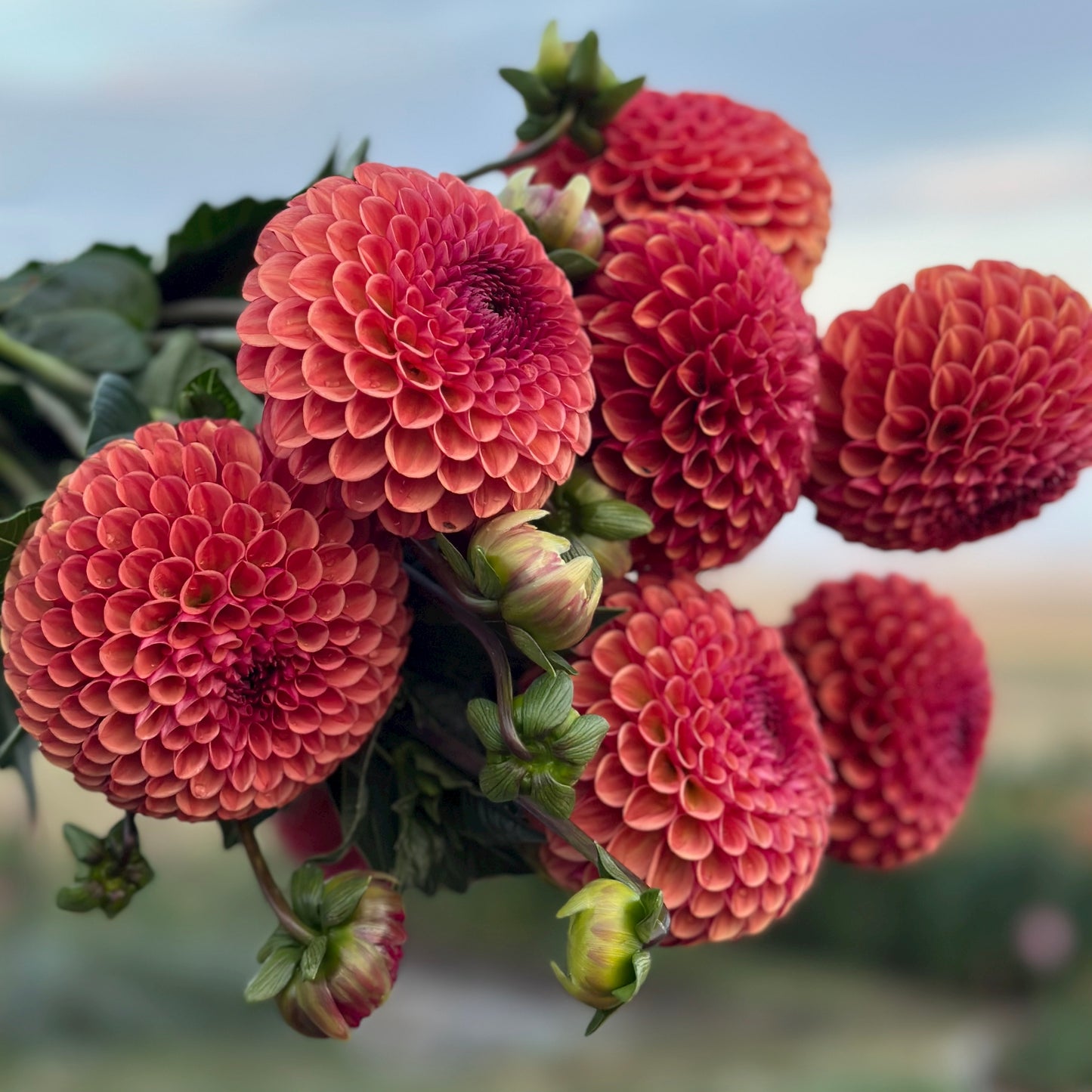 Dahlia Copper Boy