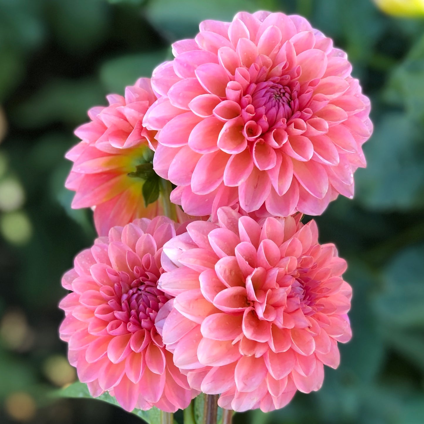 Dahlias - Ball Varieties