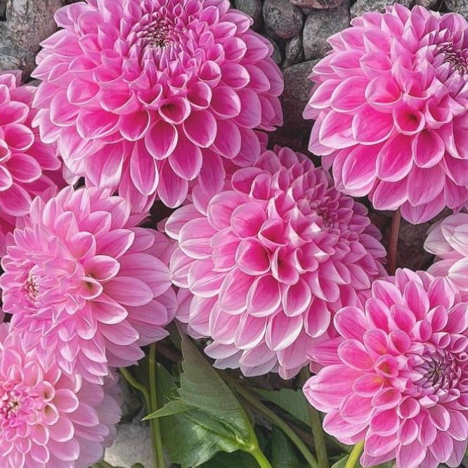 Dahlia Sweet Fabienne