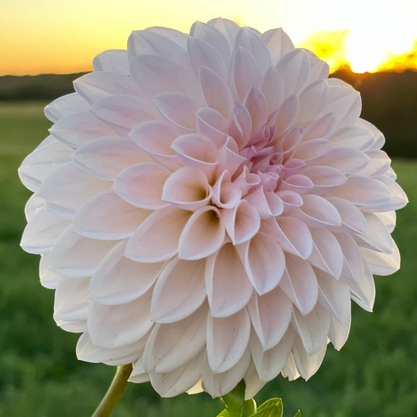 Dahlias - Decorative Varieties
