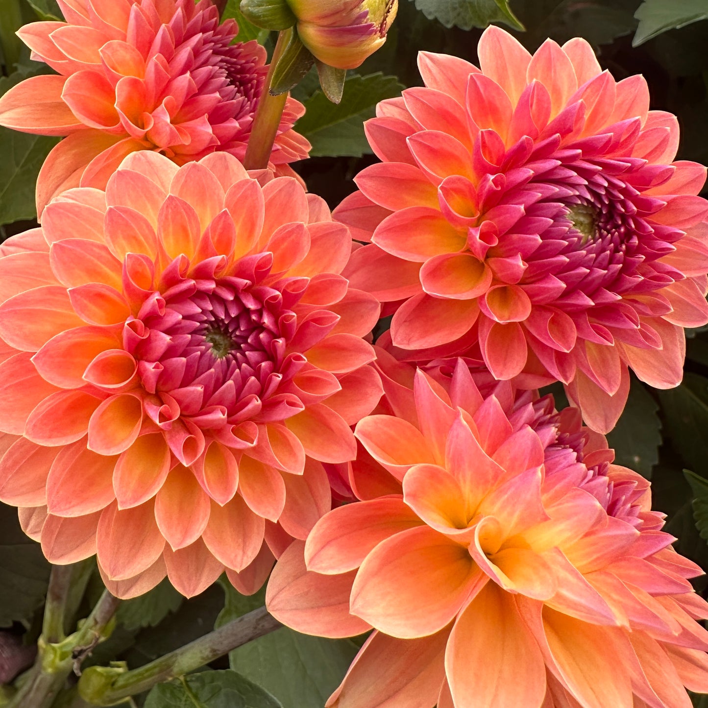 Dahlias - Ball Varieties