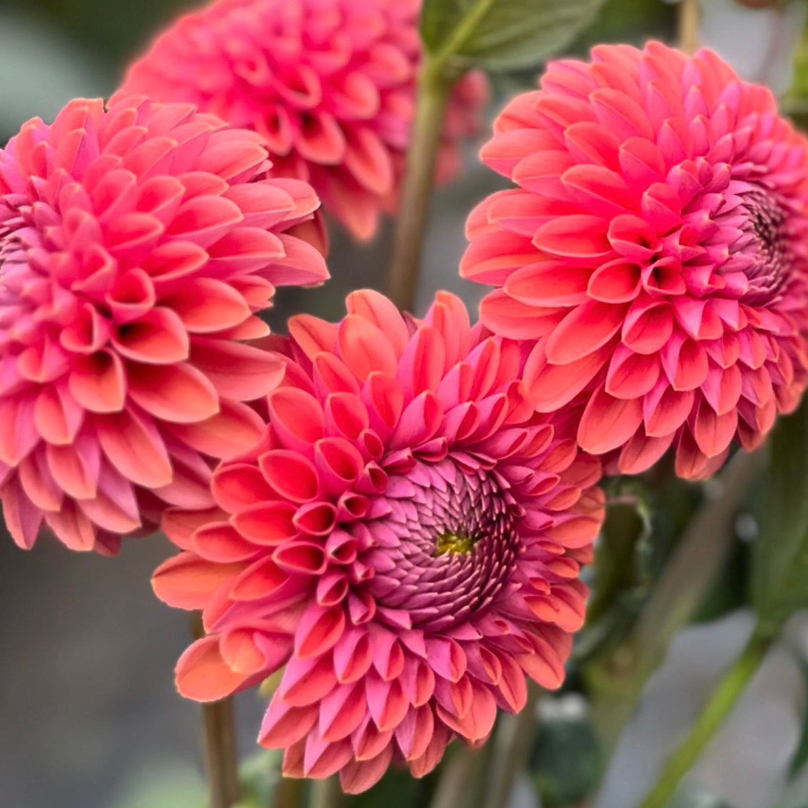 Dahlias - Ball Varieties