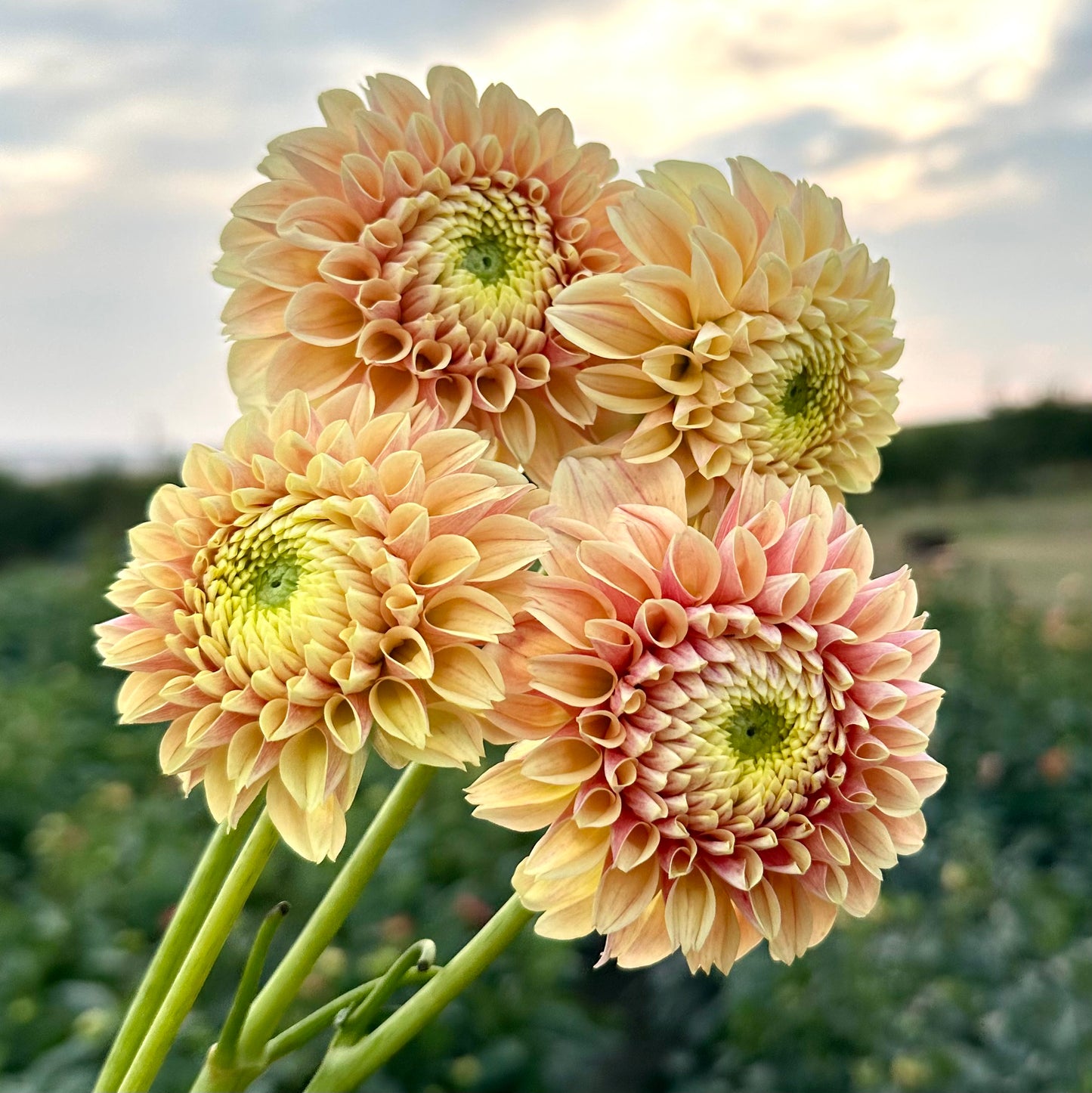 Dahlia Sweet Suzanne
