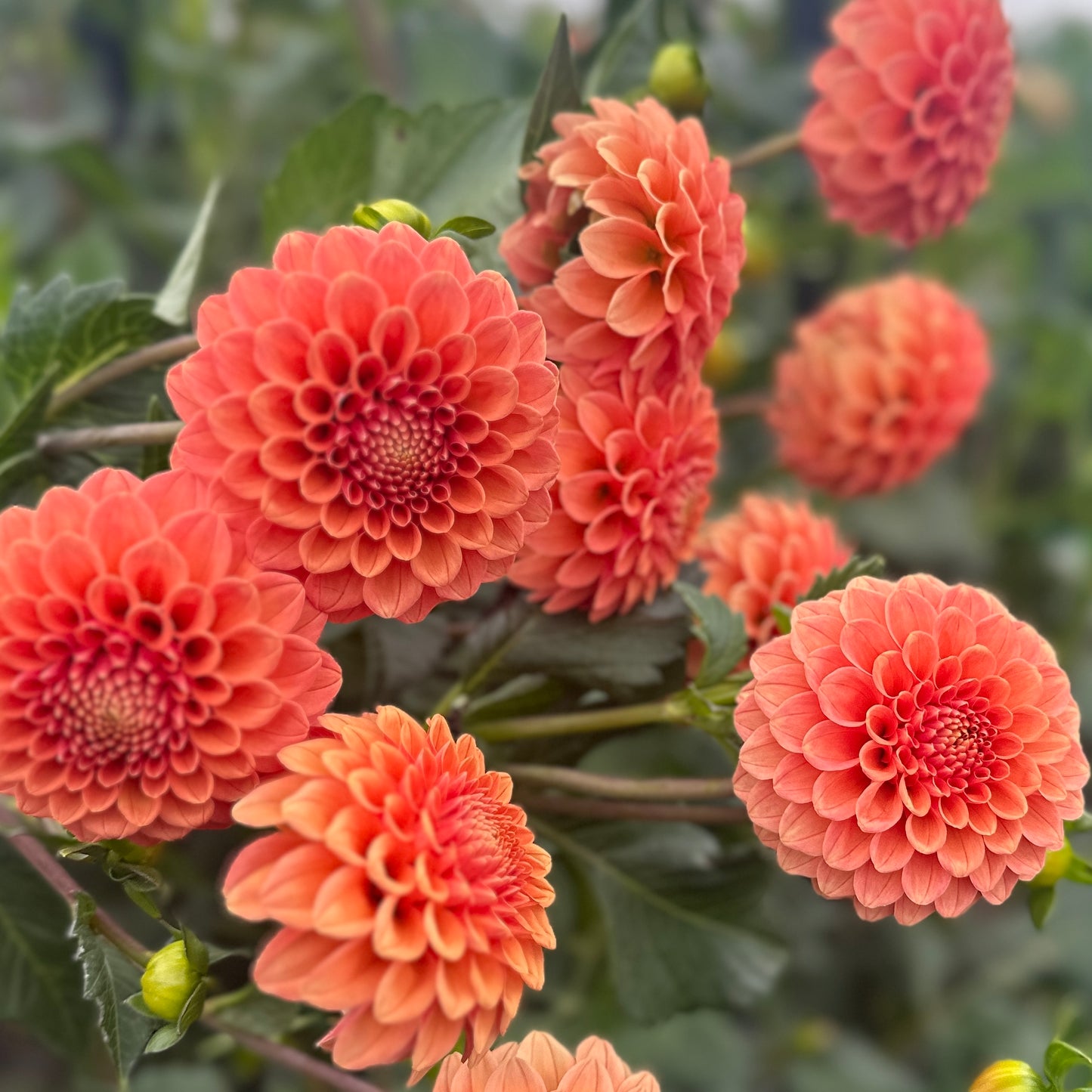 Dahlias - Ball Varieties