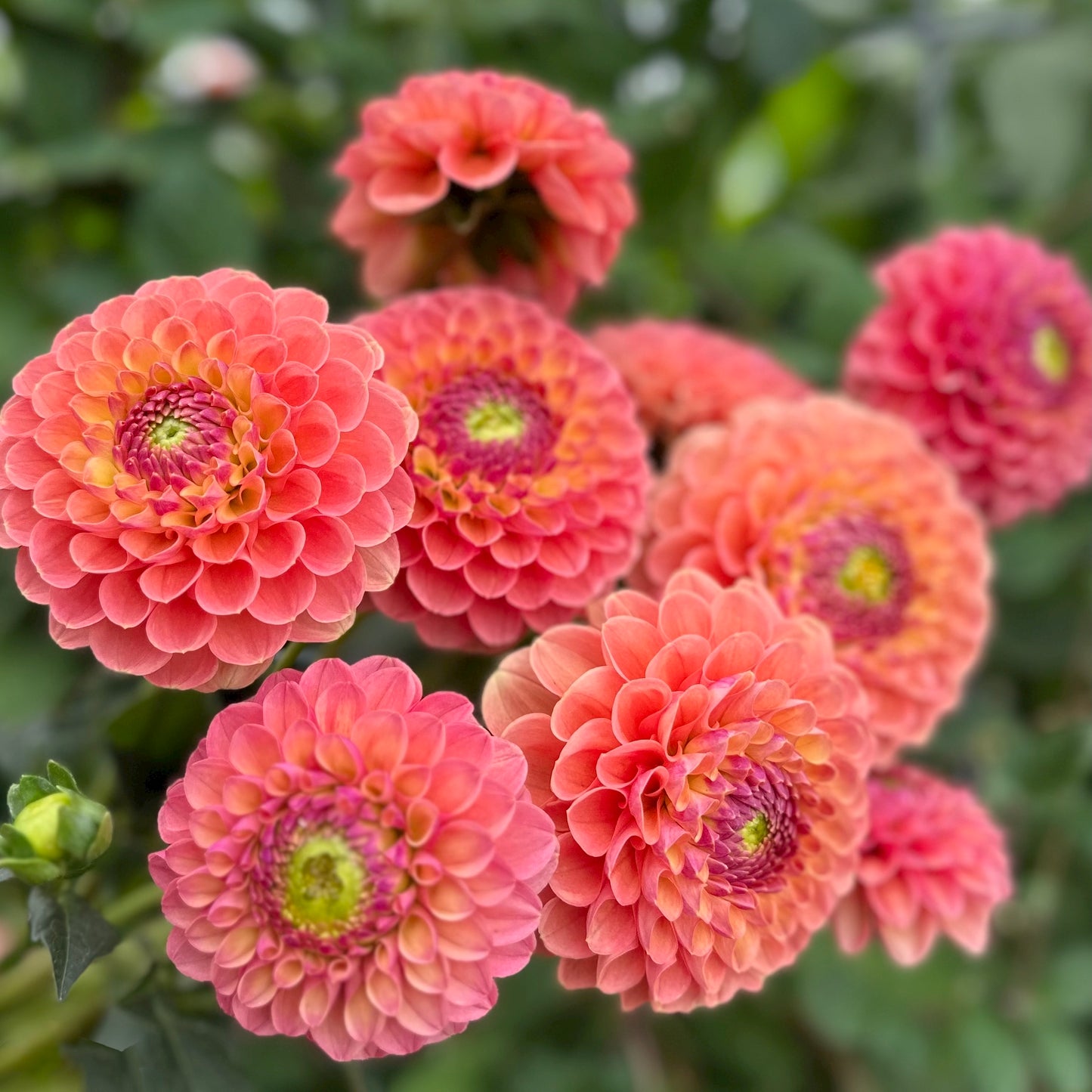 Dahlia Jowey Nicky