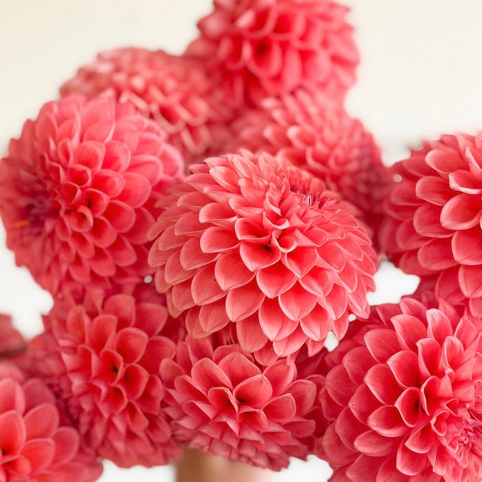 Dahlias - Ball Varieties