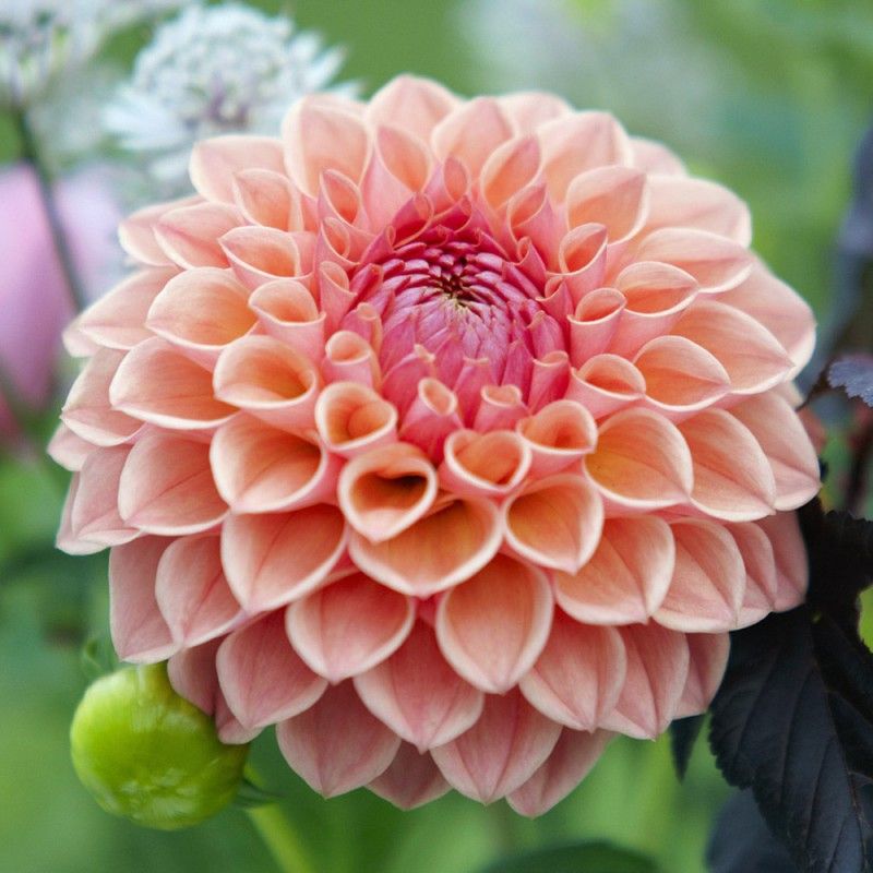 Dahlias - Ball Varieties