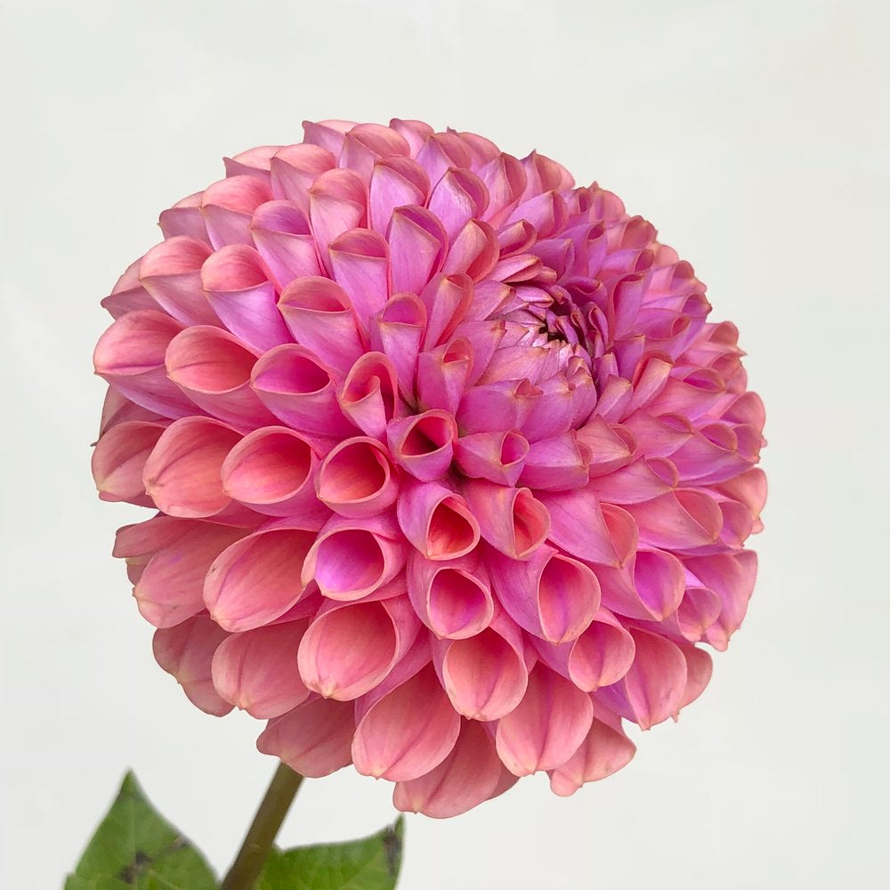 Dahlias - Ball Varieties