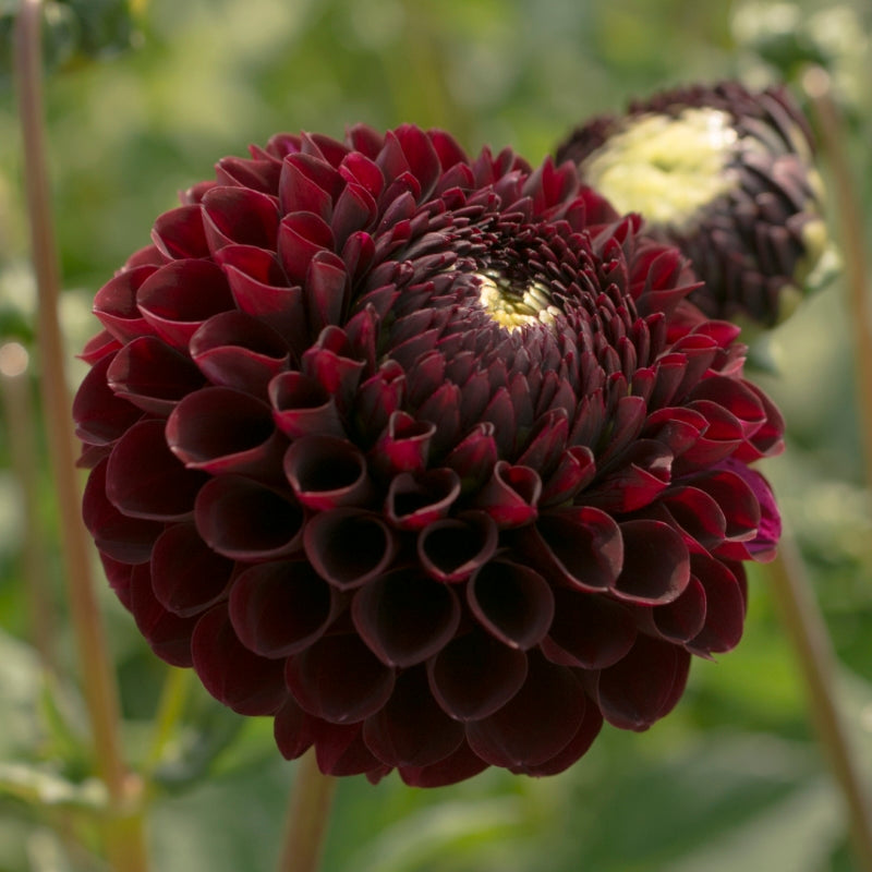 Dahlias - Ball Varieties