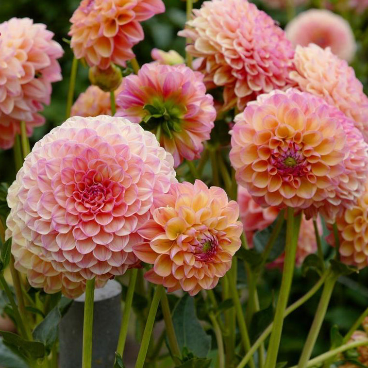 Dahlias - Ball Varieties