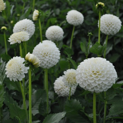 Dahlias - Ball Varieties