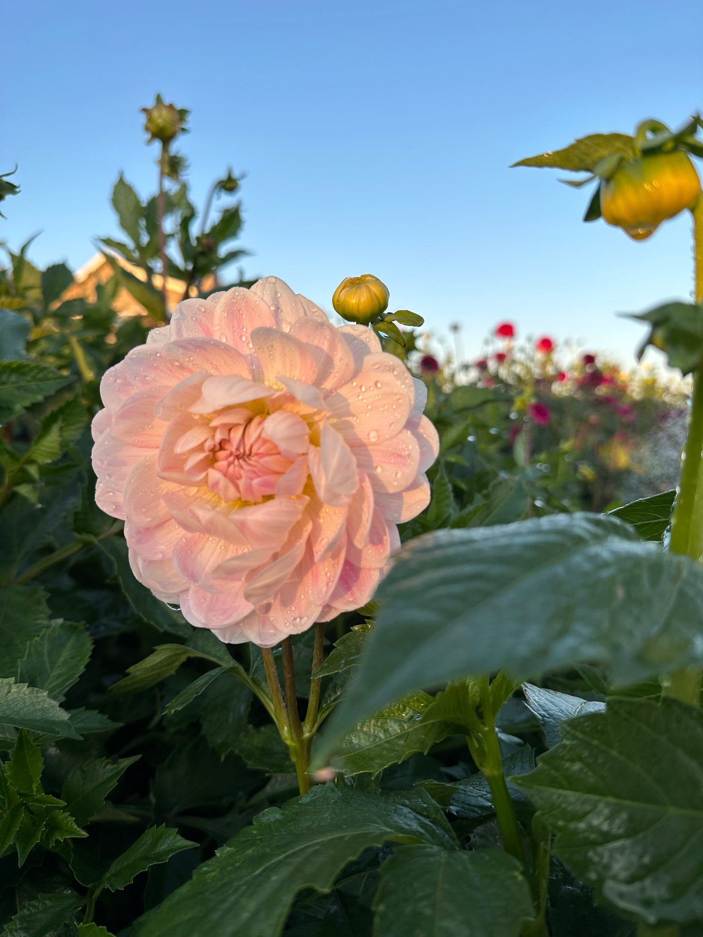 Dahlias - Water Lily Varieties