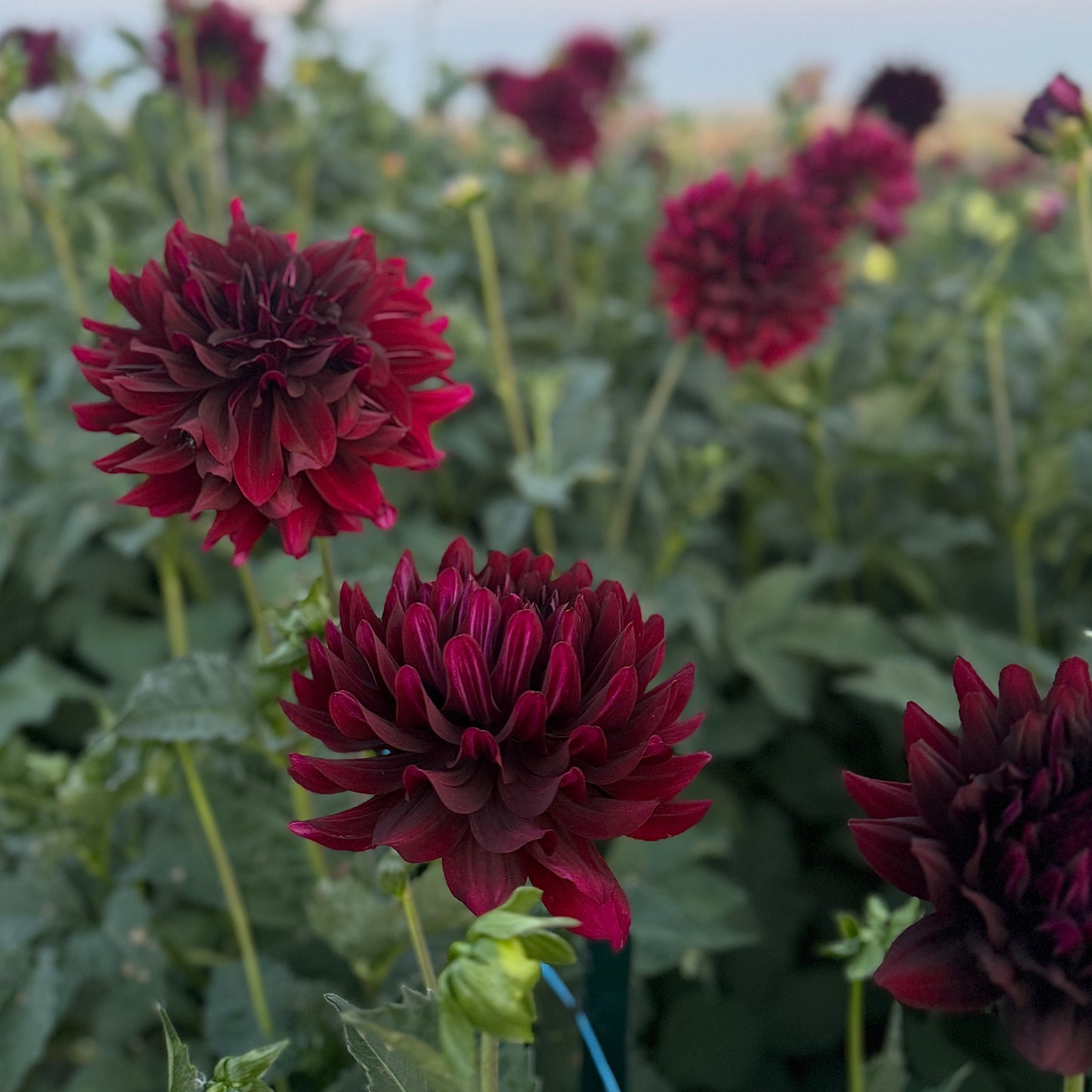 Dahlia Hollyhill Black Beauty