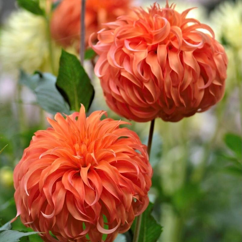 Dahlias - Decorative Varieties