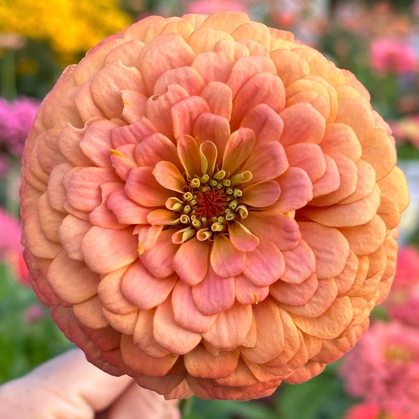 Zinnia