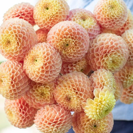 Dahlias - Ball Varieties