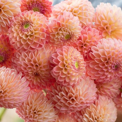 Dahlias - Ball Varieties