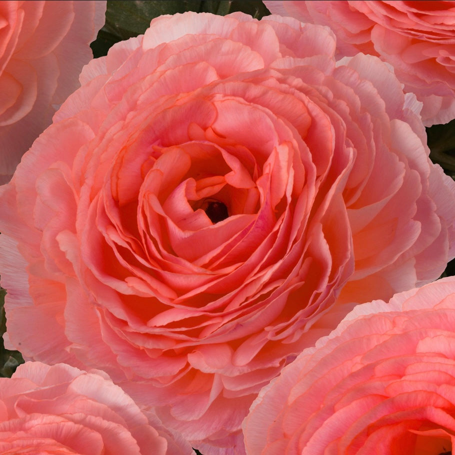 Ranunculus Romance™️ Nohant®️