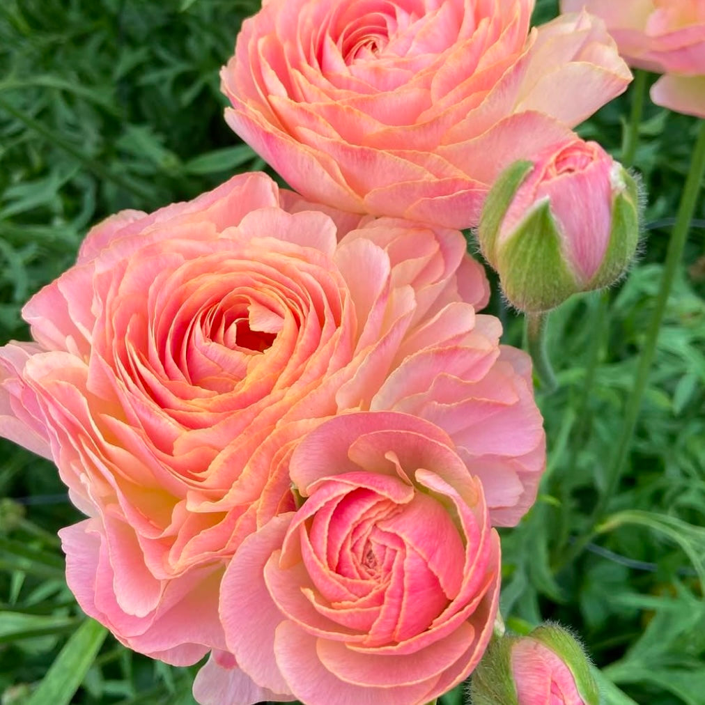 Ranunculus Romance™️ Nohant®️