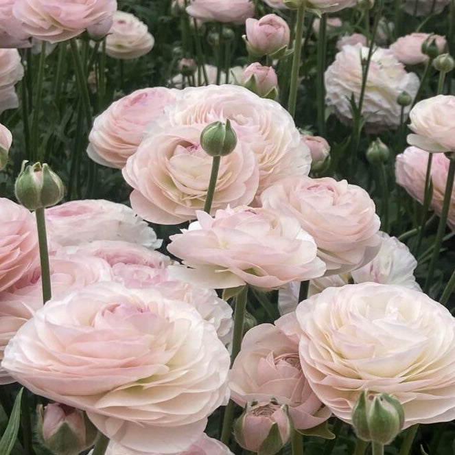 Ranunculus Romance™️ Seine®️