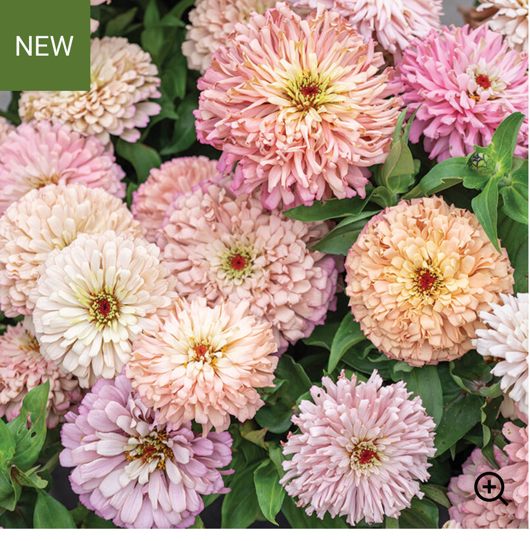Zinnia