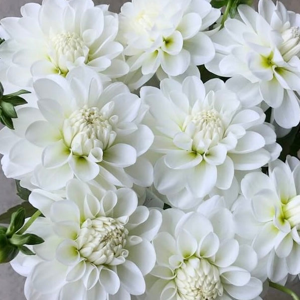 Dahlias - Water Lily Varieties