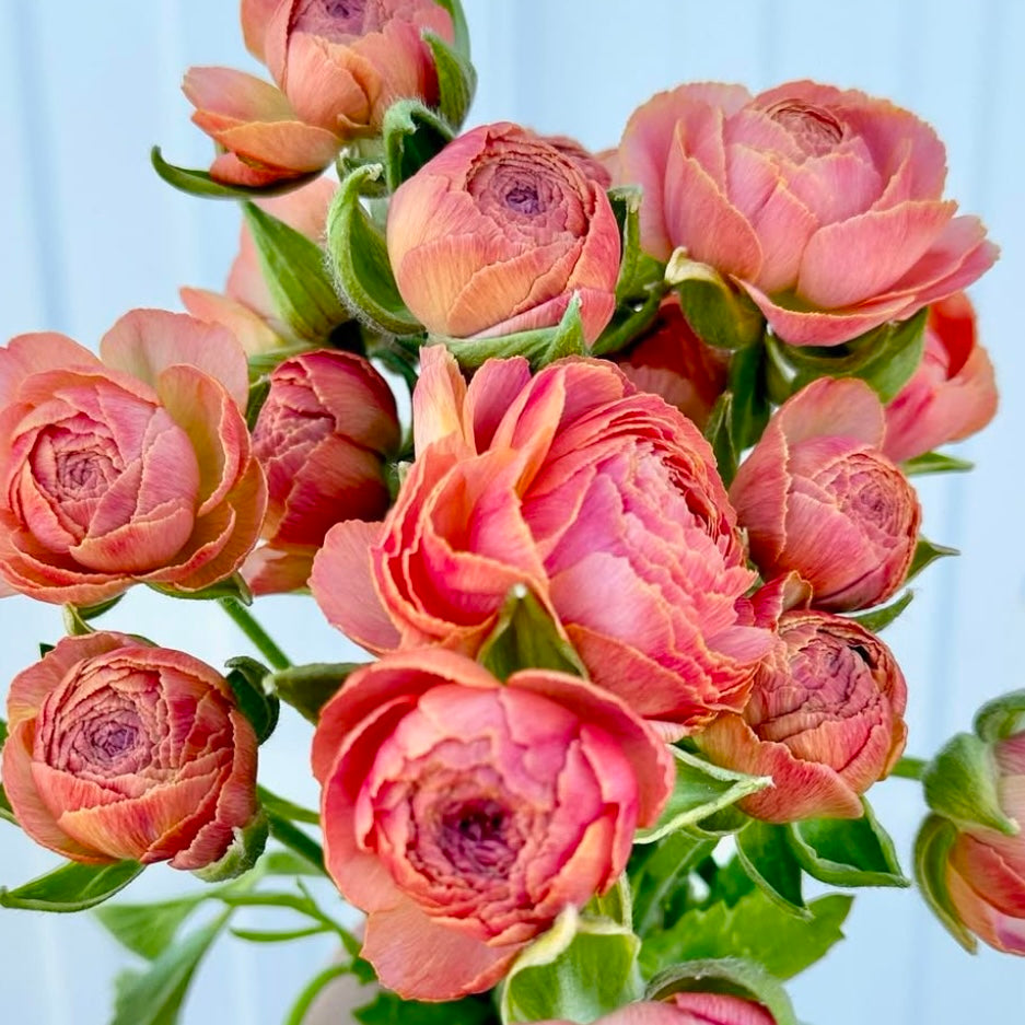Ranunculus Romance™️ Nohant®️