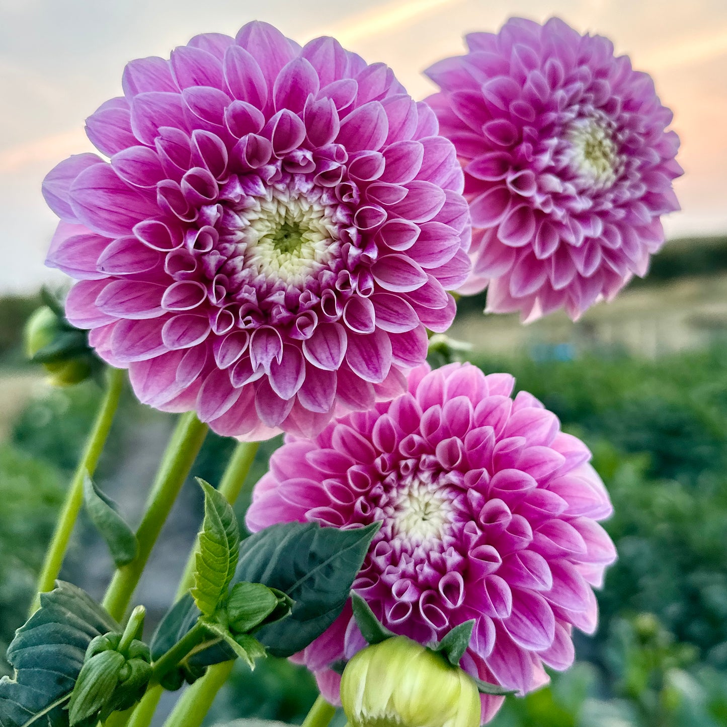 Dahlias - Ball Varieties